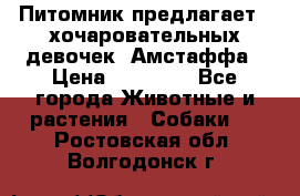 Питомник предлагает 2-хочаровательных девочек  Амстаффа › Цена ­ 25 000 - Все города Животные и растения » Собаки   . Ростовская обл.,Волгодонск г.